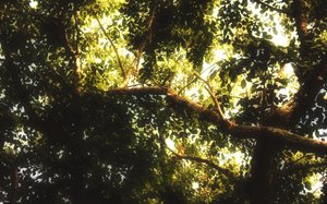 神经网络模型版本管理技巧与持续集成实践